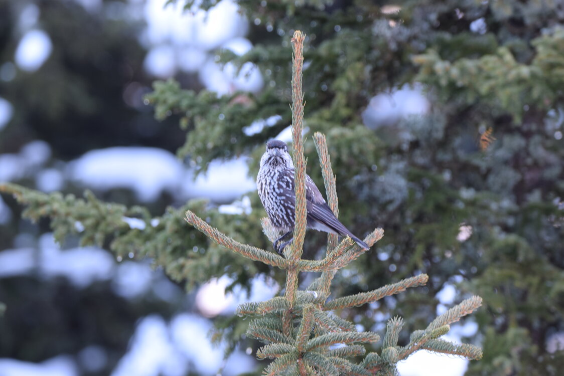 1 Day Birding Tour Around Capital City of Sofia -NEW-